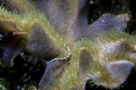 coral-533641_640